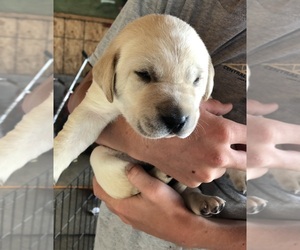 Labrador Retriever Puppy for sale in TREMONT, IL, USA