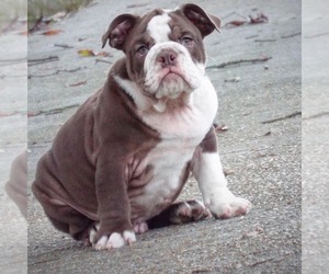English Bulldog Puppy for sale in BHAVEN, MS, USA