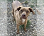 Nugget Bar - Male Feist Terrier-Unknown Mix Dog for Adoption - Small photo