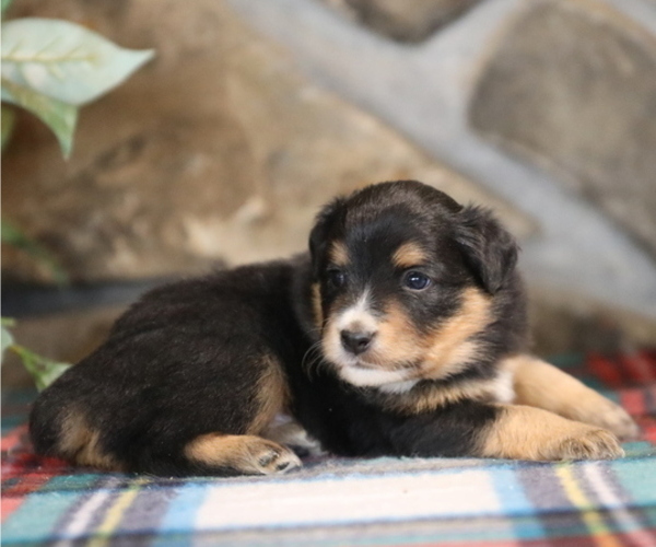 Medium Photo #10 Miniature Australian Shepherd Puppy For Sale in WESTFIELD, MA, USA