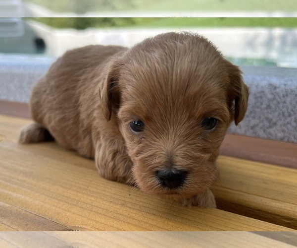Medium Photo #5 Shih-Poo Puppy For Sale in DUNDEE, OH, USA