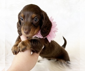 Dachshund Puppy for sale in DAVIS, CA, USA