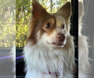 Shep - Male Australian Shepherd Dog for Adoption - Photo #12