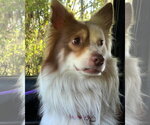 Small Photo #12 Australian Shepherd Puppy For Sale in Valrico, FL, USA