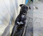 Small #3 Pug Mix