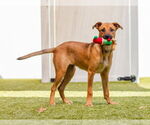 Small #3 German Shepherd Dog Mix