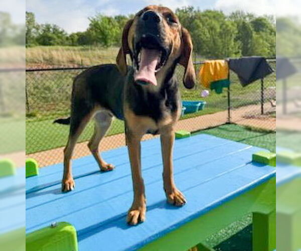 Medium Photo #8 Mutt Puppy For Sale in Vail, AZ, USA