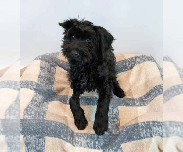 Medium Photo #4 Mutt Puppy For Sale in Kennesaw, GA, USA