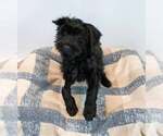 Small #3 Mutt