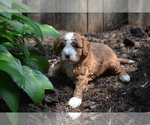 Puppy 3 Cavapoo-Poodle (Toy) Mix