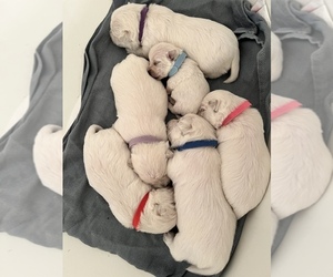 West Highland White Terrier Puppy for sale in ROSENBERG, TX, USA