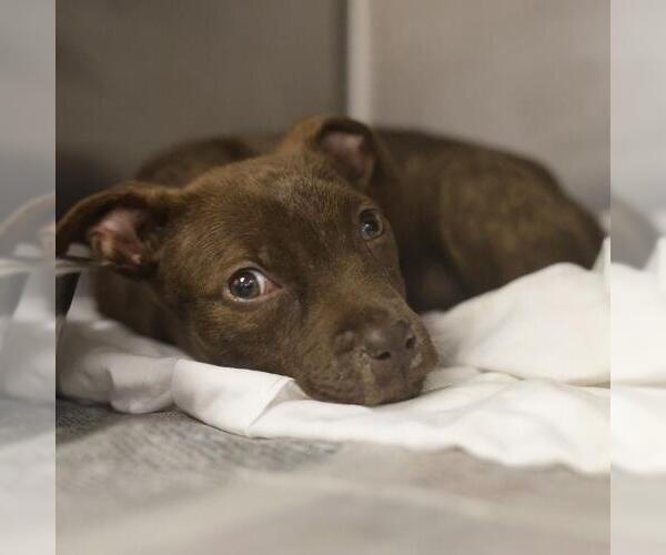 Medium Photo #2 American Staffordshire Terrier-Unknown Mix Puppy For Sale in San Antonio, TX, USA