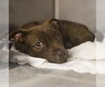 Small #1 American Staffordshire Terrier Mix