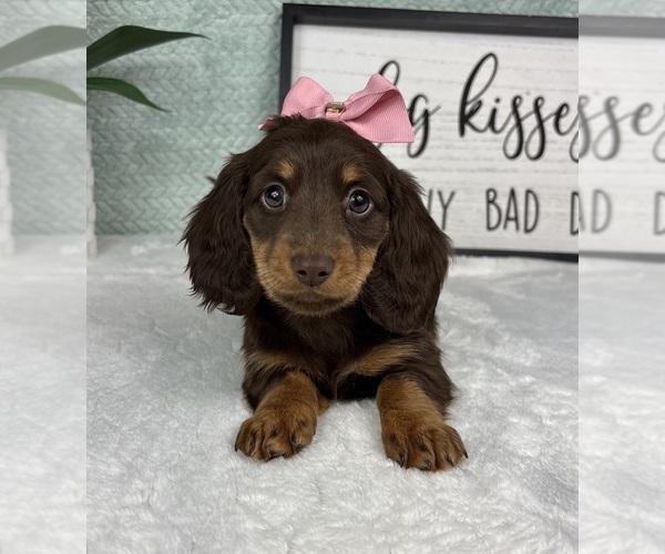 Medium Photo #1 Dachshund Puppy For Sale in FRANKLIN, IN, USA