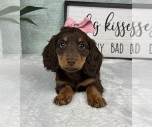 Dachshund Puppy for sale in FRANKLIN, IN, USA
