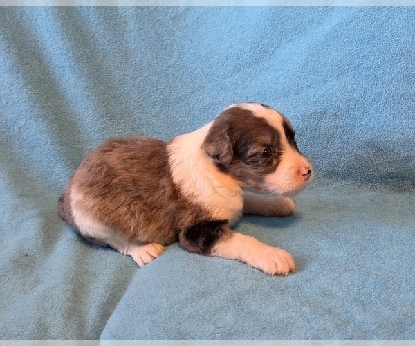 Medium Photo #6 Aussiedoodle Puppy For Sale in WILLS POINT, TX, USA