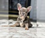 Small Photo #7 French Bulldog Puppy For Sale in BROOKLYN, NY, USA