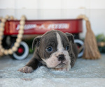 Small Photo #10 Victorian Bulldog Puppy For Sale in MILLERSBURG, IN, USA