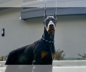 Doberman Pinscher Puppy for sale in WARSAW, IN, USA