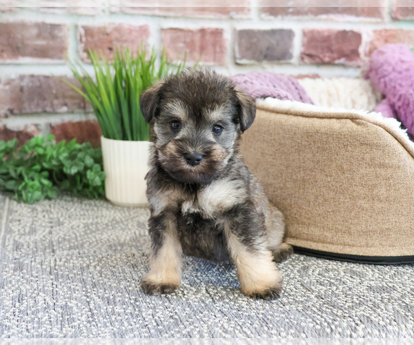 Medium Photo #5 Schnauzer (Miniature) Puppy For Sale in SYRACUSE, IN, USA