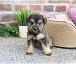 Small #4 Schnauzer (Miniature)