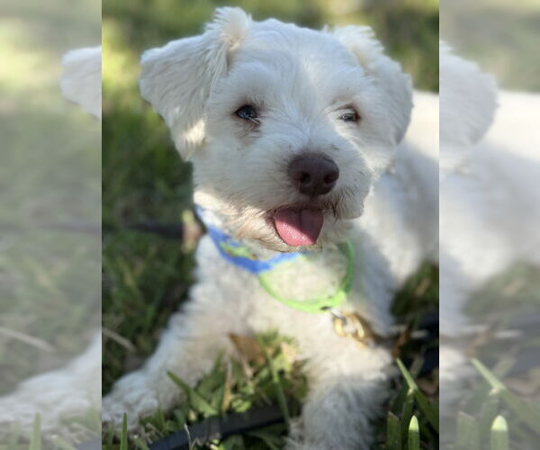 Medium Photo #3 Mutt Puppy For Sale in San Leon, TX, USA