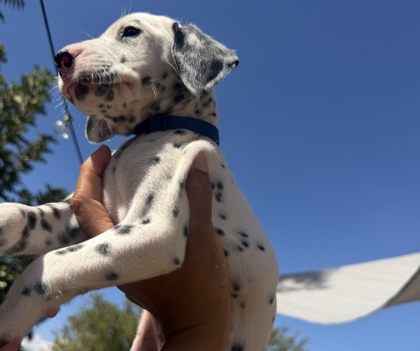 Medium Photo #4 Dalmatian Puppy For Sale in COLTON, CA, USA