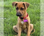 Small #1 Mutt