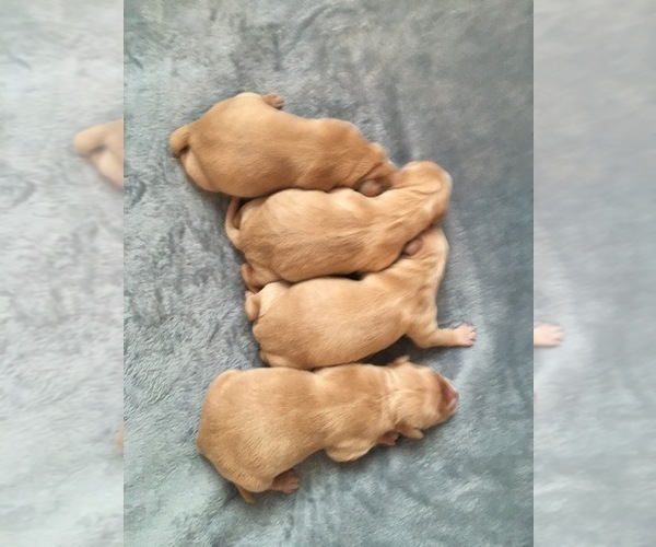 Medium Photo #7 Golden Retriever Puppy For Sale in NUNN, CO, USA