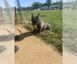 French Bulldog Dog for Adoption in CLEVELAND, North Carolina USA