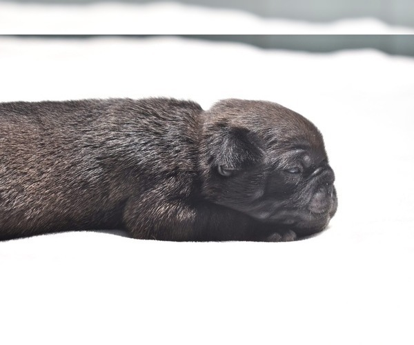 Medium Photo #4 Pug Puppy For Sale in PALM COAST, FL, USA