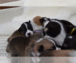 Small Photo #16 Pembroke Welsh Corgi Puppy For Sale in SOULSBYVILLE, CA, USA