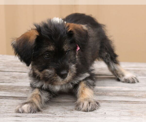 Medium Photo #2 Chihuahua-Unknown Mix Puppy For Sale in Bandera, TX, USA