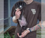 Small Photo #4 Border Collie-Unknown Mix Puppy For Sale in Huntley, IL, USA