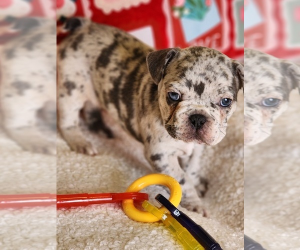 Medium Photo #8 French Bulldog Puppy For Sale in CAPE CORAL, FL, USA