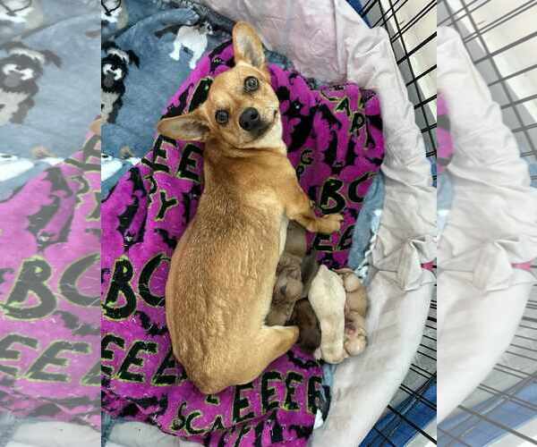 Medium Photo #11 Dachshund Puppy For Sale in Arlington, VA, USA