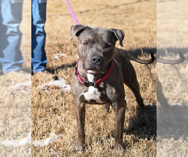 Medium Photo #5 Mutt Puppy For Sale in Glen Allen, VA, USA