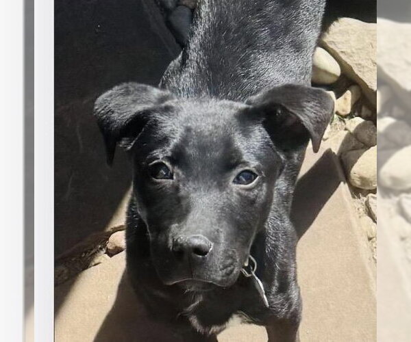 Medium Photo #2 Border Collie-Unknown Mix Puppy For Sale in Overland Park, KS, USA