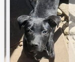 Small #1 Border Collie Mix