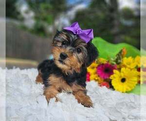 Yorkshire Terrier Puppy for sale in INDIANAPOLIS, IN, USA