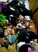 Small Photo #3 Beagle Puppy For Sale in CENTRALIA, WA, USA