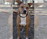Small #1 Labrador Retriever Mix