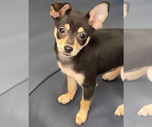 Chiweenie Dogs for adoption in Spring Lake, NC, USA