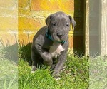 Small #5 Great Dane