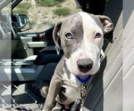 Small #2 American Staffordshire Terrier Mix