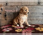 Small Photo #7 Goldendoodle Puppy For Sale in VERMONTVILLE, MI, USA