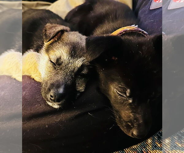 Medium Photo #6 Shepradors Puppy For Sale in Princeton, MN, USA