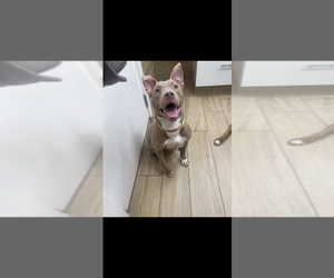 Mother of the American Pit Bull Terrier puppies born on 10/18/2025