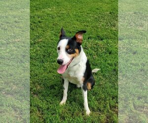 Border Collie Dogs for adoption in Fairfield, IL, USA