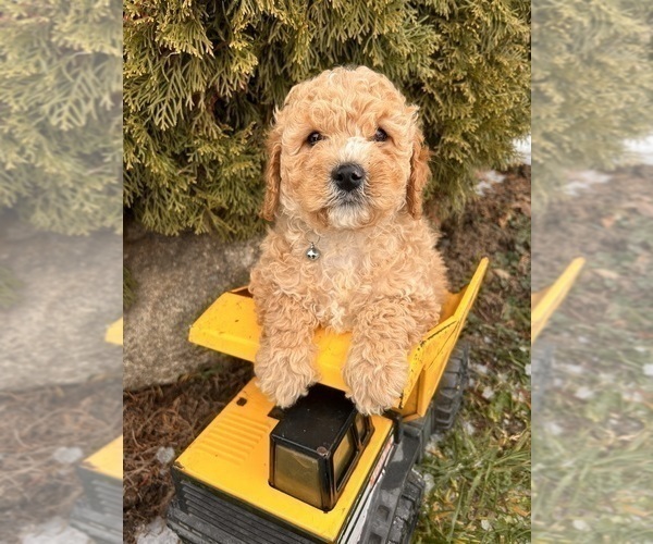 Medium Photo #4 Cockapoo (Miniature) Puppy For Sale in MIDDLEBURY, IN, USA